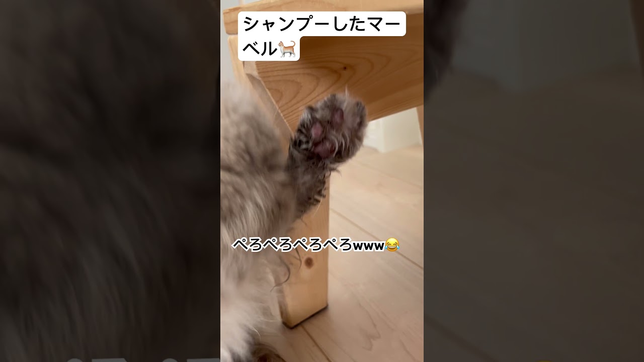 久しぶりにシャンプーしたヒマラヤンのマーベル🐈  #shorts #うちのにゃんこ #ねこ #マーベル #ヒマラヤン #cat #かわいい