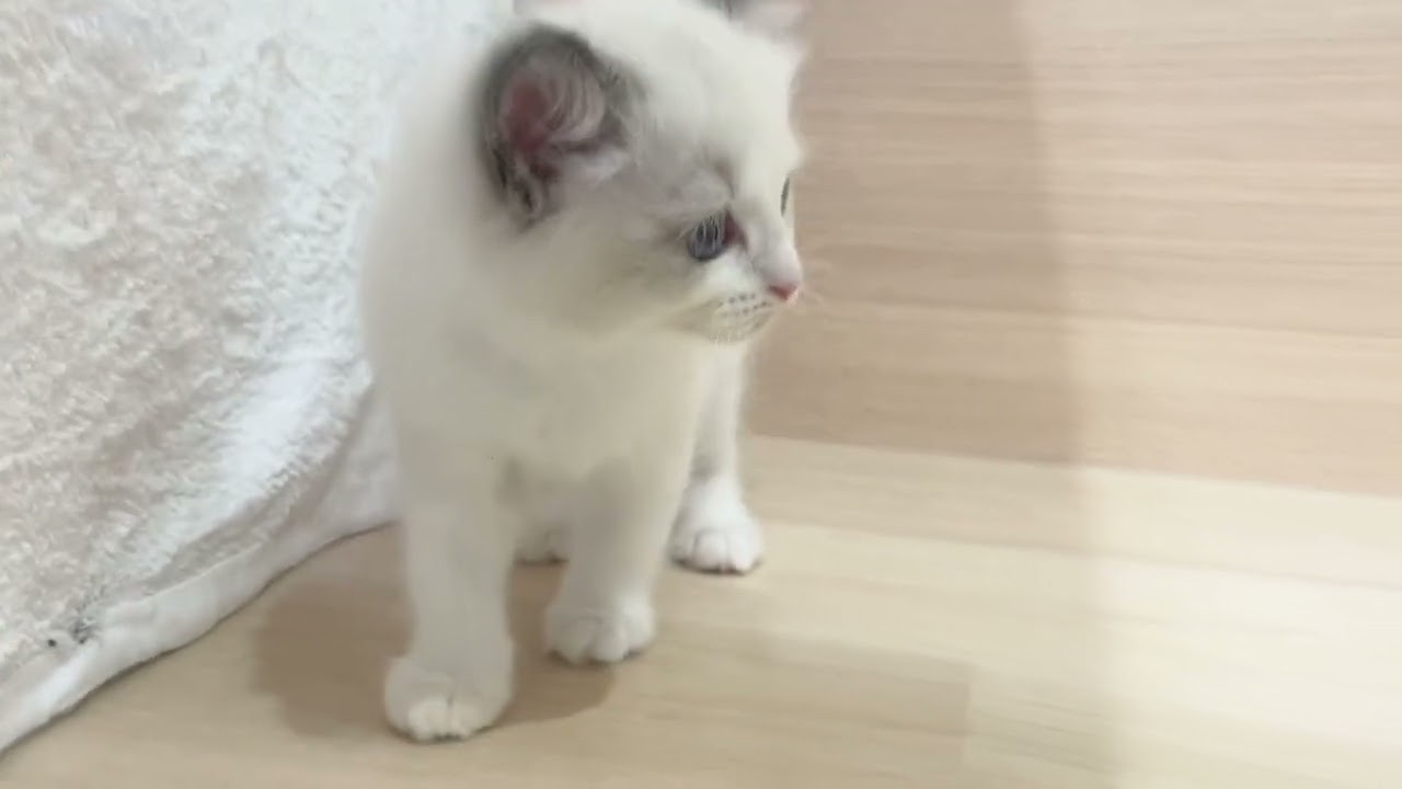 🌼大人気🌼くりくりお目目で愛らしいラグドールの女の子🌼【パピードリーム】