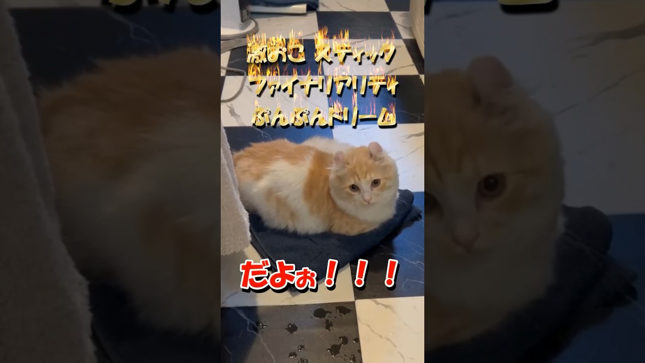 【キンカロー】待ち構える激おこ毛玉【マンチカール】