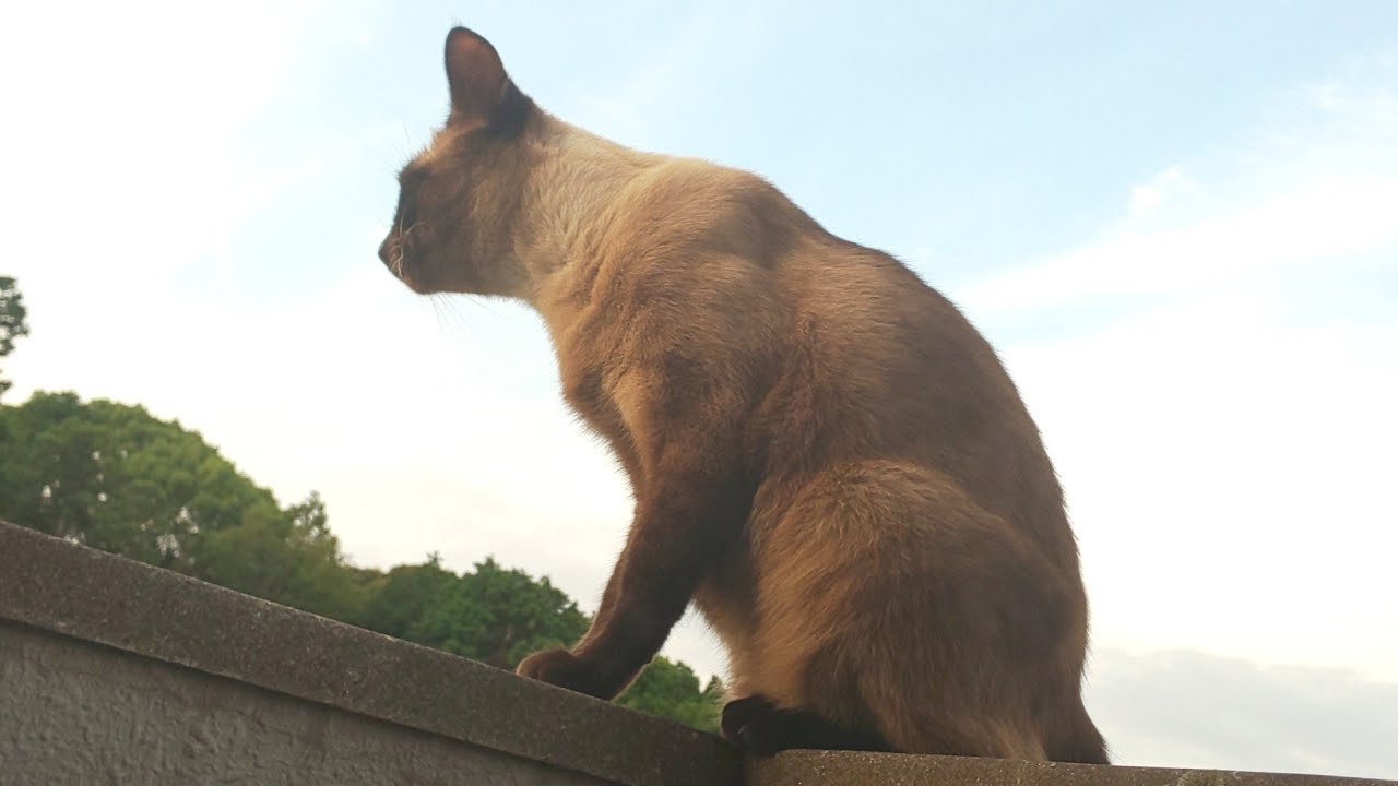 黄昏時の シャム猫　モモの日常５　#shorts
