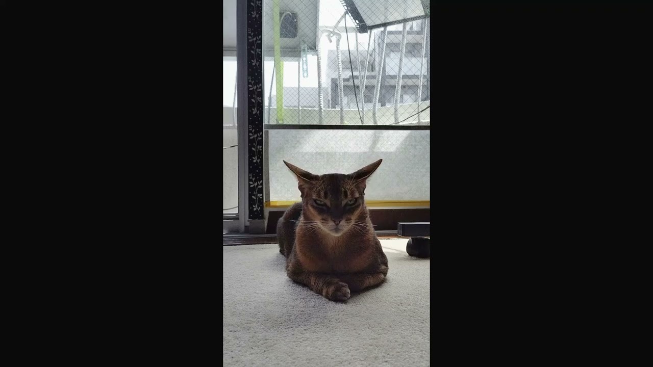 ネコ動画あび＃3493　あびの毎日　アビシニアン　あび