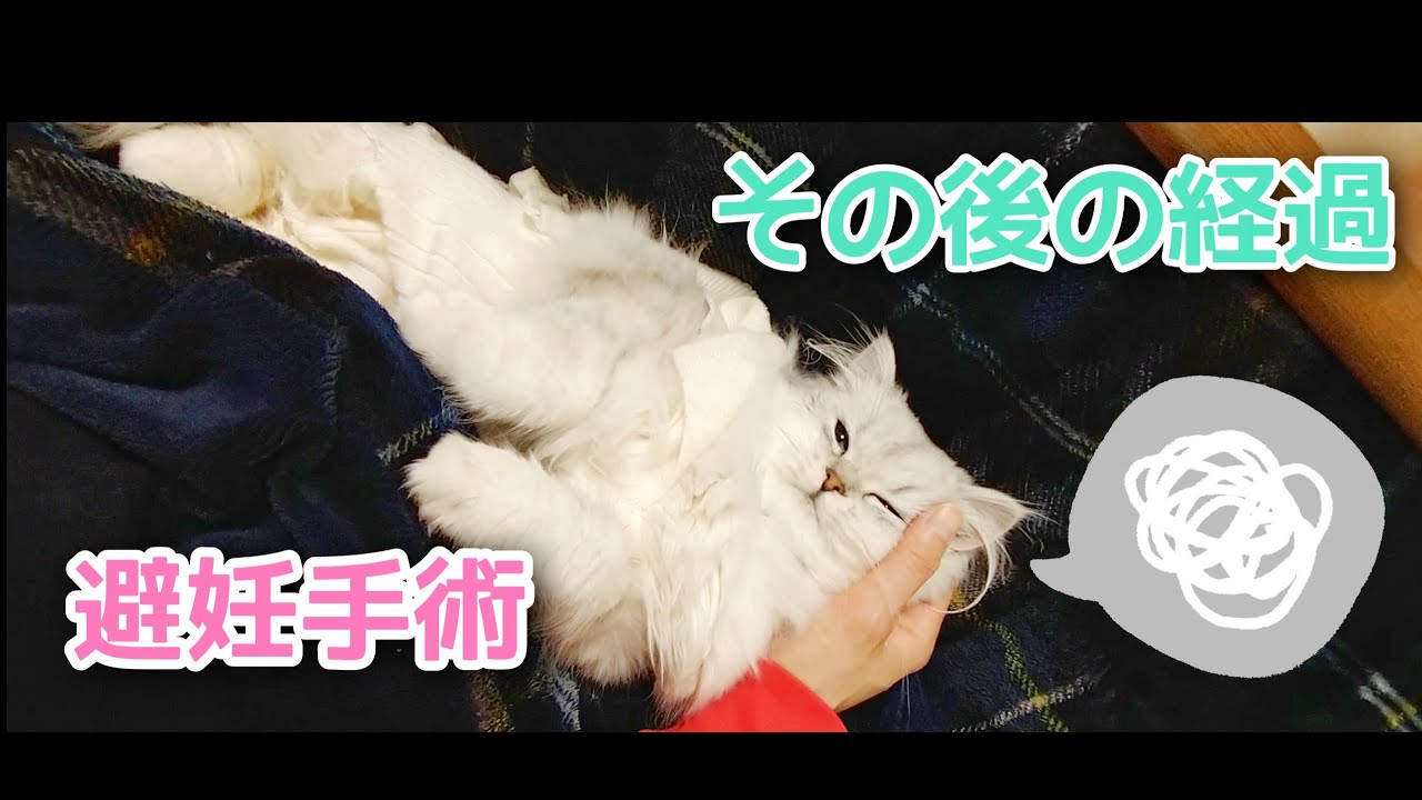ペルシャ猫のミルヒ　避妊手術　その後の経過