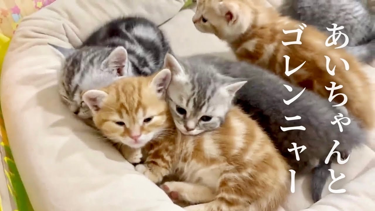 あいおばちゃまと子猫戦隊ゴレンニャーの物語。 #子猫 #アメリカンショートヘア