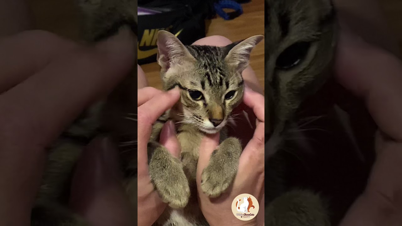 ไม่รักไม่ทำให้นะเจ้านาย #Shorts