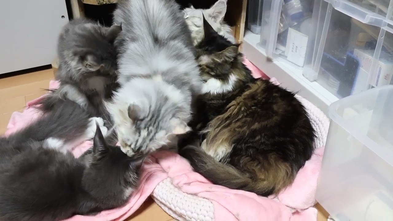 パソコン部屋にメインクーン達が集合