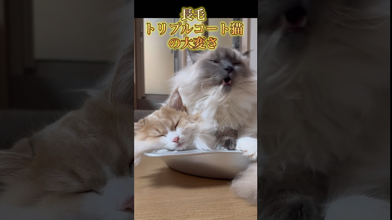 長毛猫のグルーミングは大変なのだ　もふもふのサイベリアン　#shorts