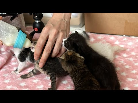 7子猫ちょっとだけライブ【保護猫生活】