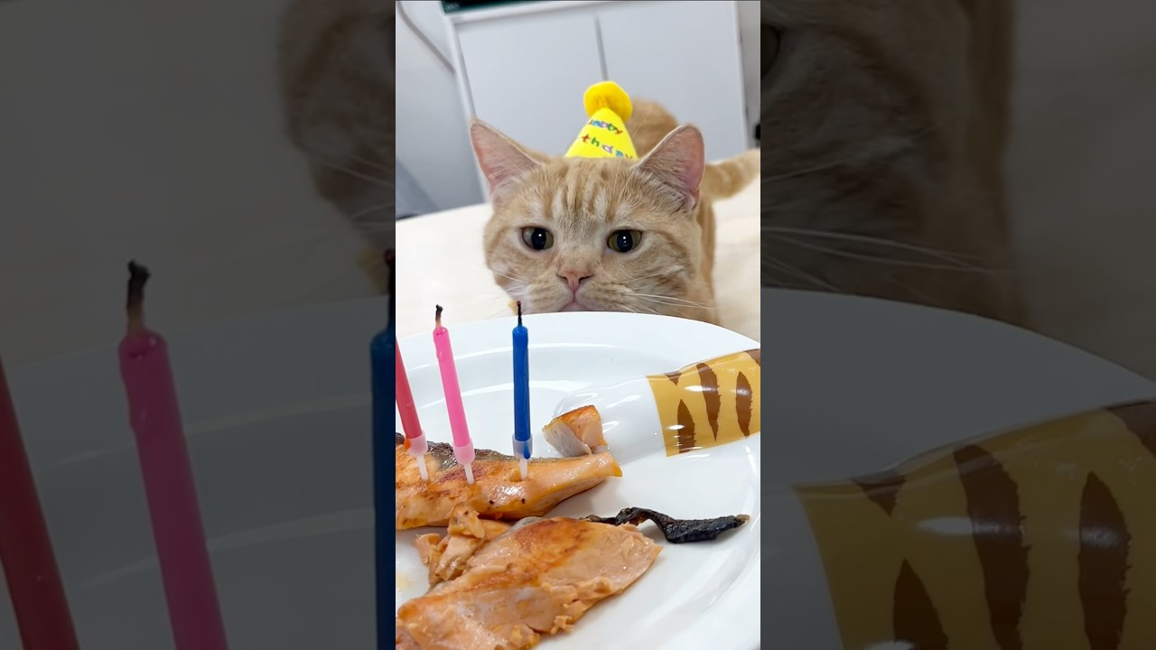 誕生日おめでとう！ #猫 #マンチカン #shorts
