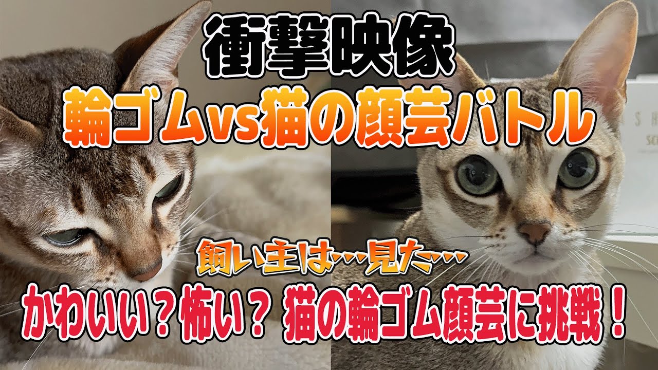 【シンガプーラ】衝撃映像輪ゴムで一変！猫のおもしろ顔芸🎭💥#猫 #pets #cat #animals