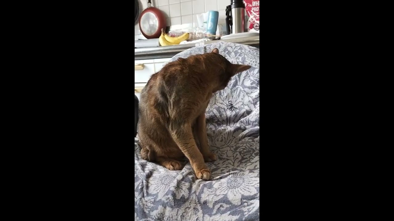 ネコ動画あび＃3491　あびの毎日　アビシニアン　あび