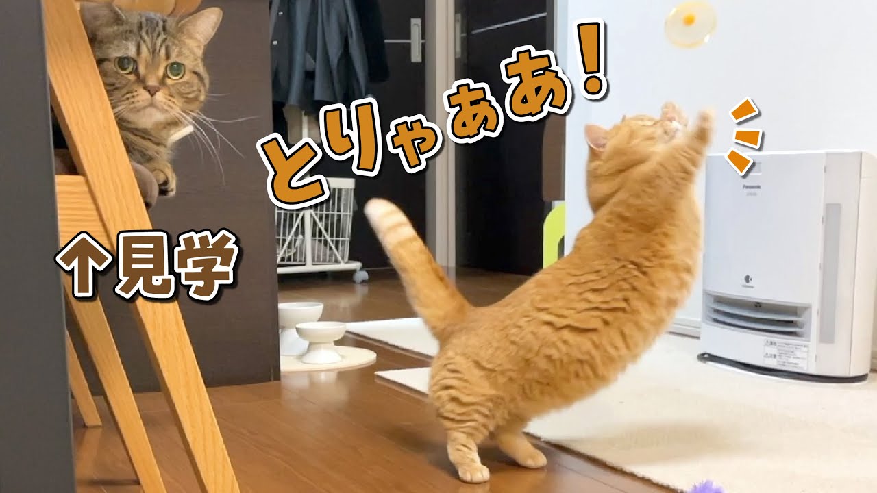 童心に帰っておもちゃで大はしゃぎする猫が可愛すぎた！