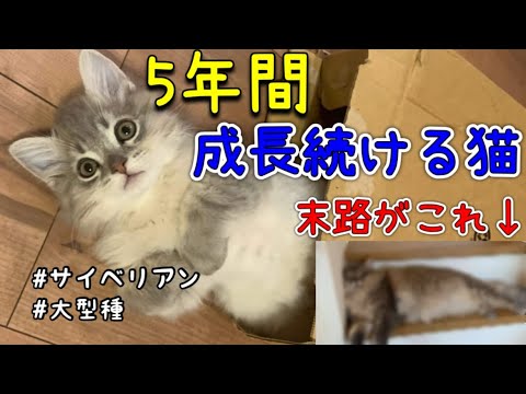 約10kgの猫の5年成長記録／デカくなりすぎた猫／#サイベリアン #cat #大型種#デカ猫