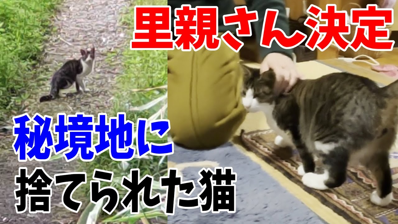 秘境温泉地に捨てられた猫⑦里親さんが現れました！