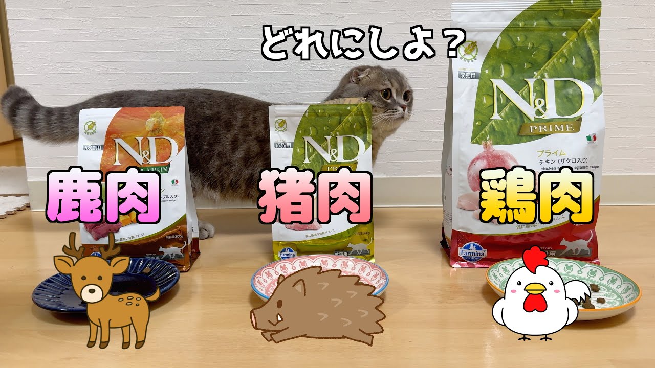 食にうるさい猫はどの動物の肉が好きなのか検証しました[マンチカン]