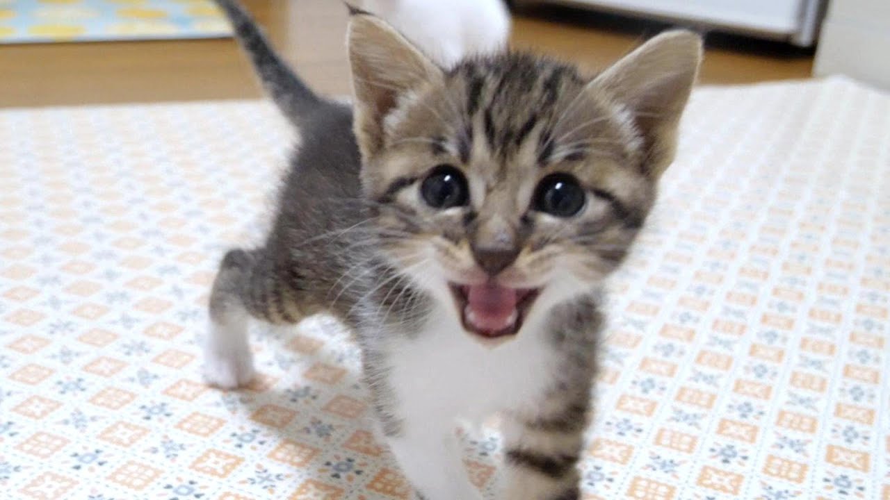 子猫はピヨピヨ鳴きながらトコトコとカメラについてきます【赤ちゃん猫　保護猫】