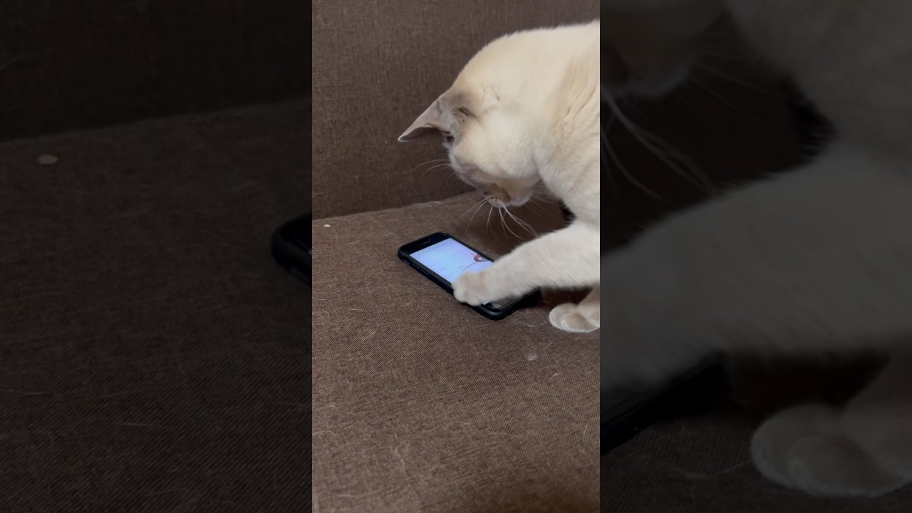 これは何？　#猫のいる暮らし  #猫動画  #トンキニーズ