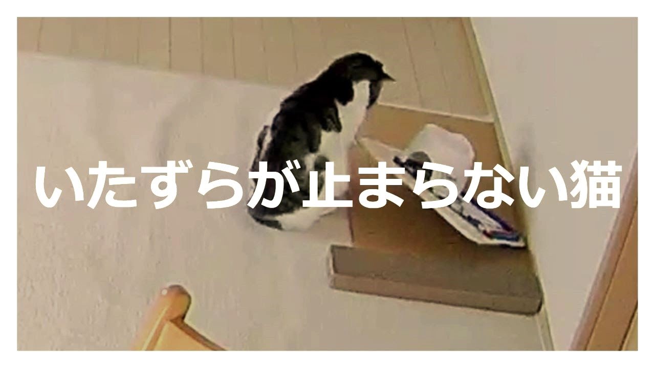 いたずらが止まらない猫 #45 A Cat that doesn't stop being mischievous