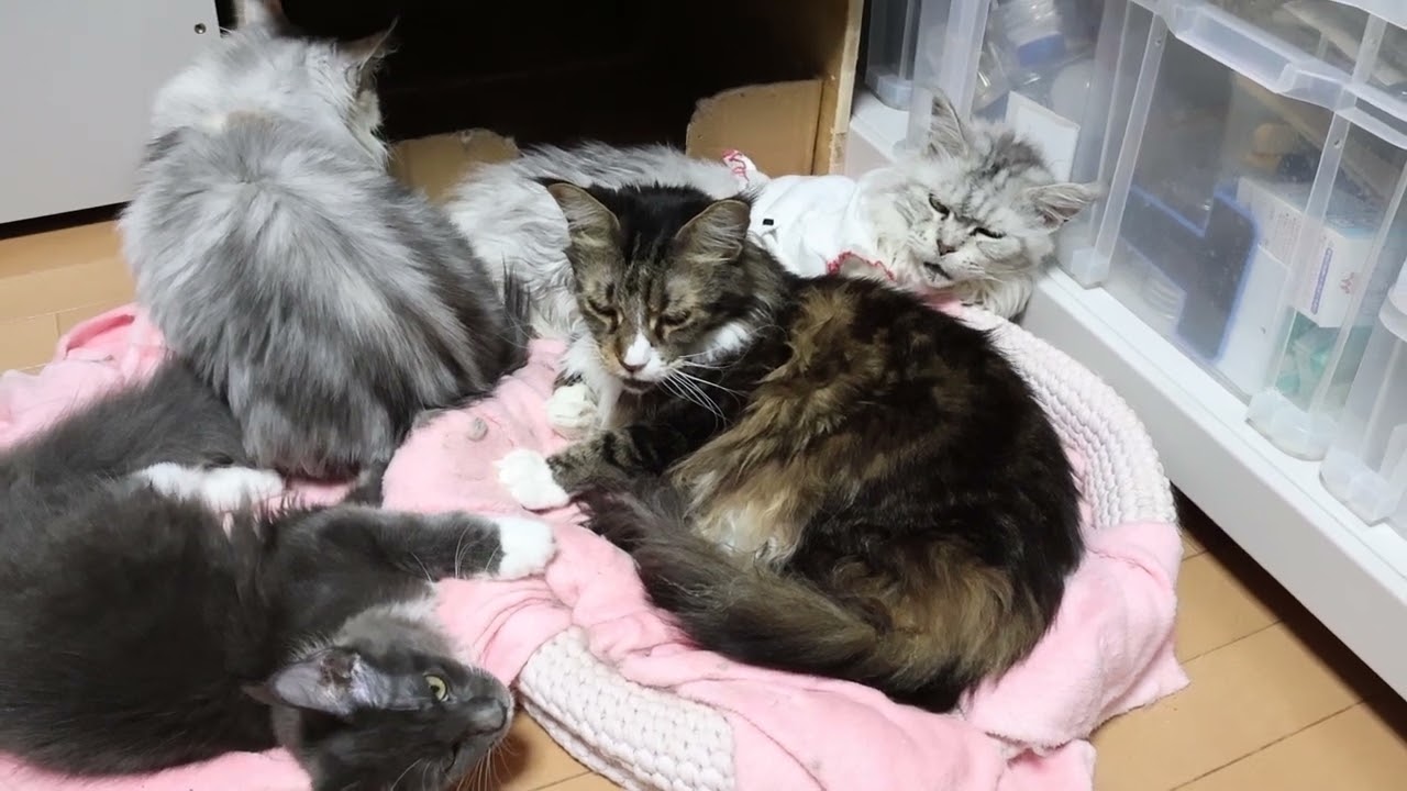 パソコン部屋にメインクーン達が集合