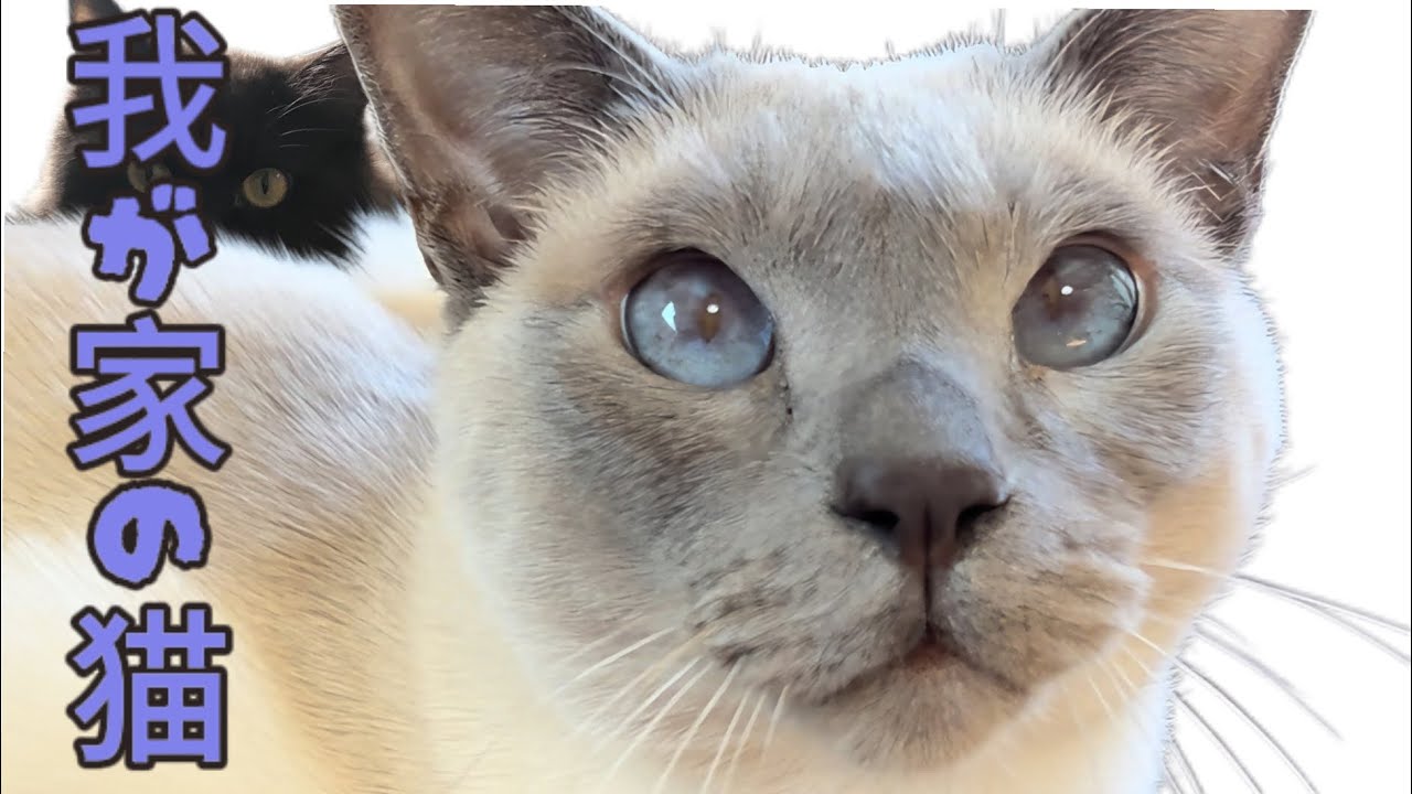 トンキニーズと元野良のオセロ猫コンビを紹介します。　#シャマシュとミスタの日常