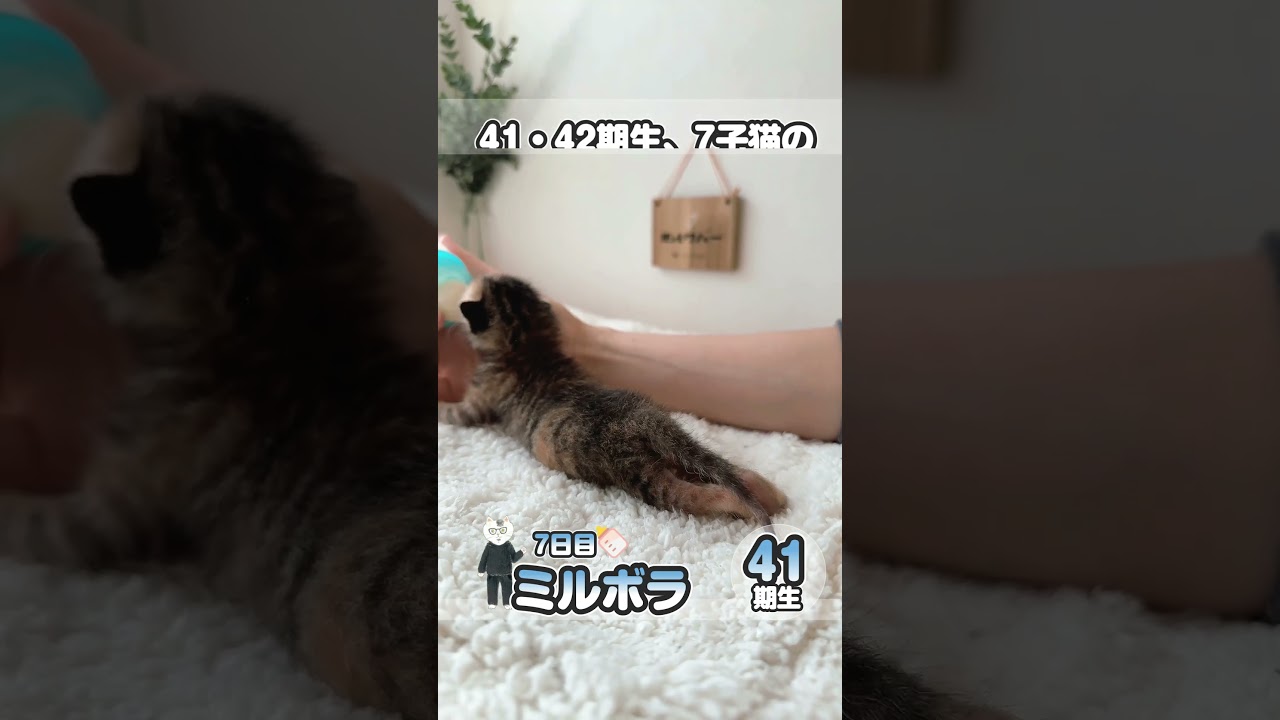 子猫（三毛）の目がちょっと開いてきたよ 哺乳瓶でミルク【保護猫生活7日目】 #kitten #かわいい子猫を毎日紹介しています #子猫のミルボラ #保護猫 #子猫 #猫好きさんと繋がりたい