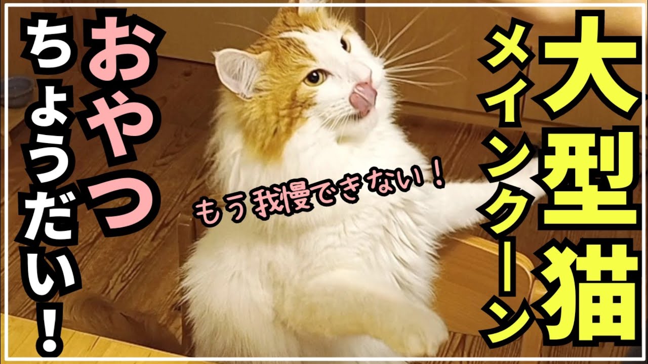 可愛すぎ！おやつをおねだりする猫【大型猫メインクーン】