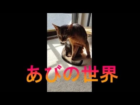 ネコ動画あび＃3496　あびの毎日　アビシニアン　あび
