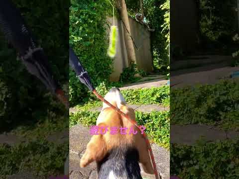 猫さんへのお土産#ビーグル#beagle#シャム猫#Siamese