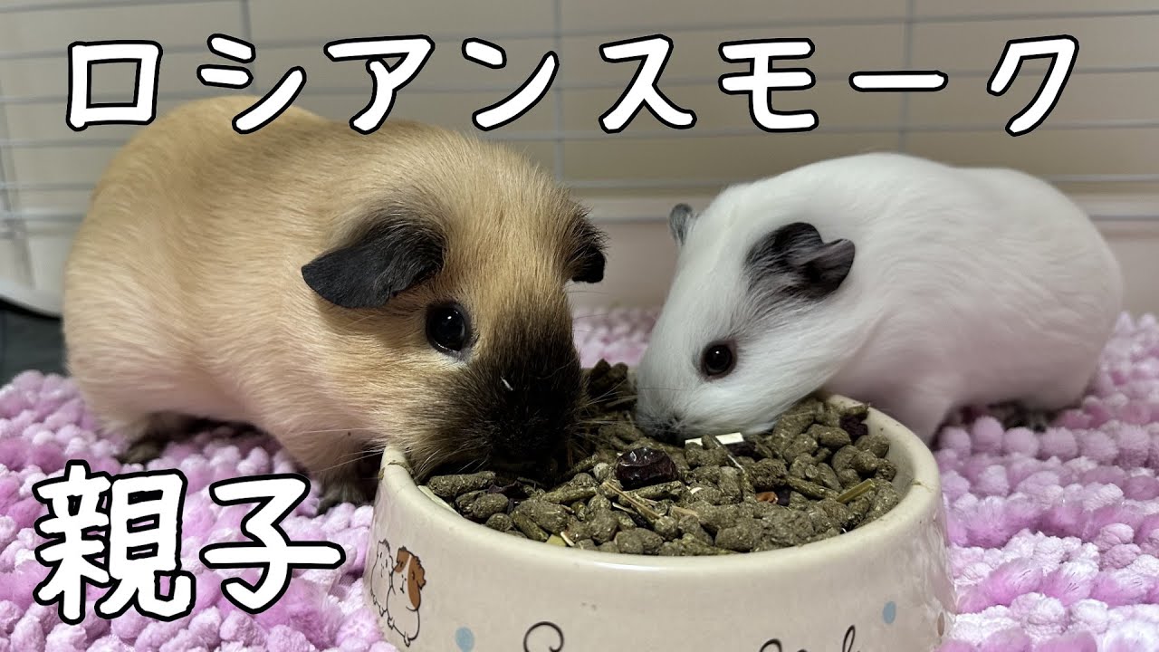 【同居できてる？】生後２か月ロシアンスモークモルモットの親子の近況報告☆彡