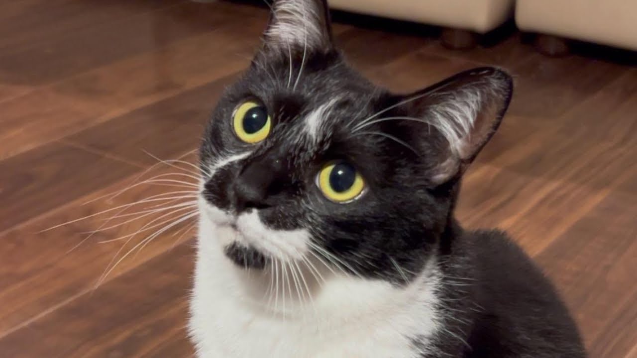 猫ちゃん今日もヒマ(仕事)してます♪かわいい鳴き声もあるよ😻 How My Cat Spends Their Day Off (Even Though 'Boredom' is Their Job)