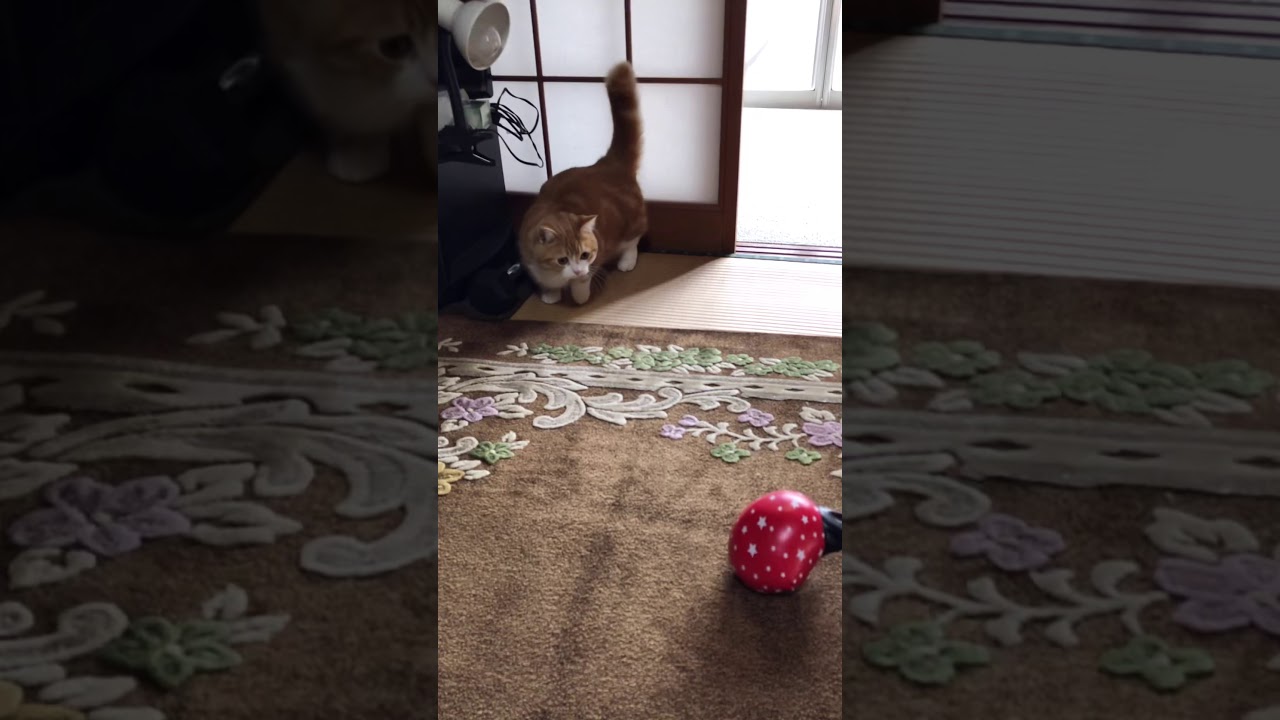 ボクサーを目指す猫⁈【マンチカン】