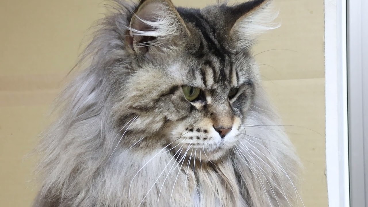 ライオンの様なメインクーンのレブロン君