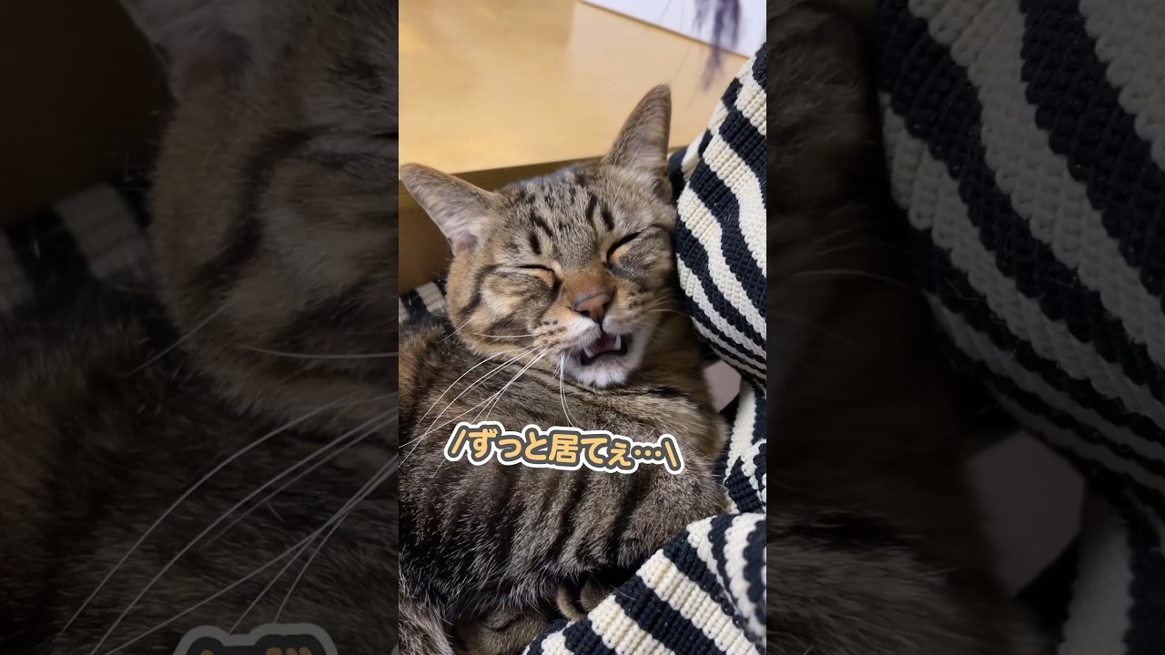 「ずっと一緒ぉ…」と、大好きなママにうにゃうにゃ甘える猫