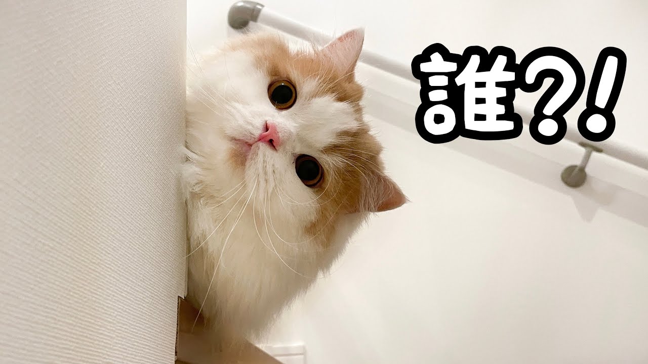 ウーバーイーツが来てアタフタする猫が可愛すぎたw