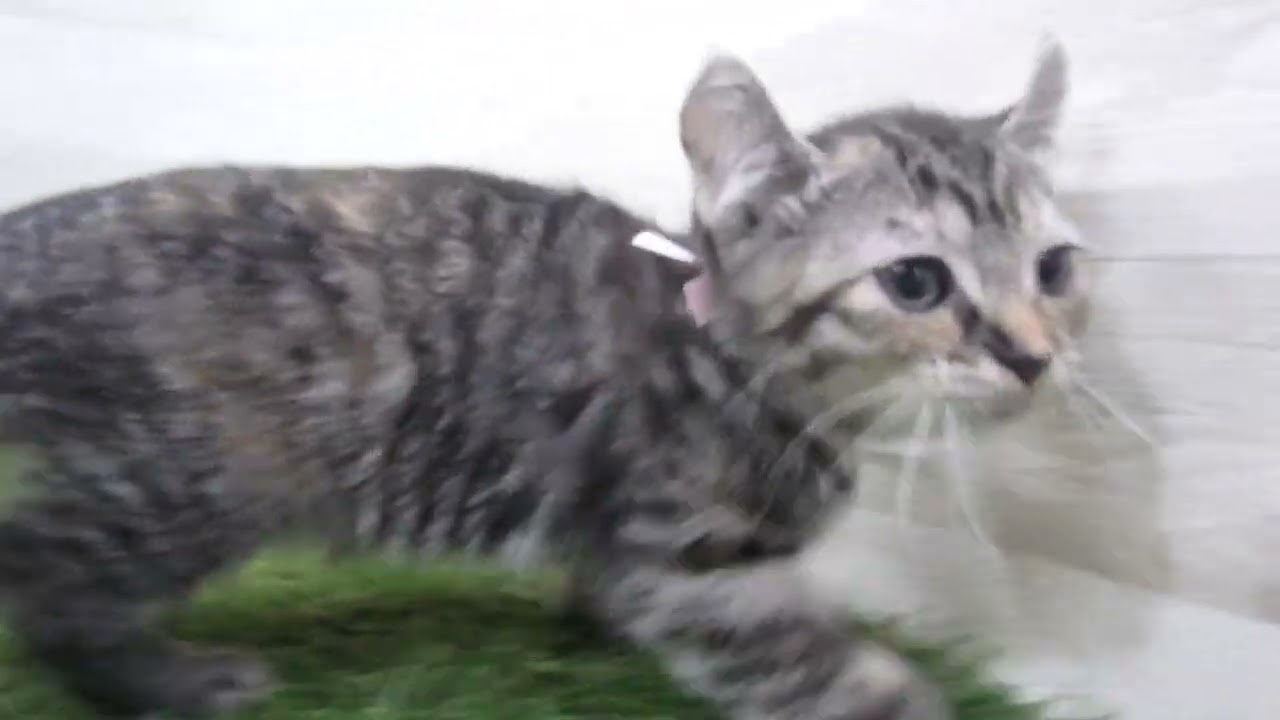 Coo&RIKU　No00674048 アメリカンカール