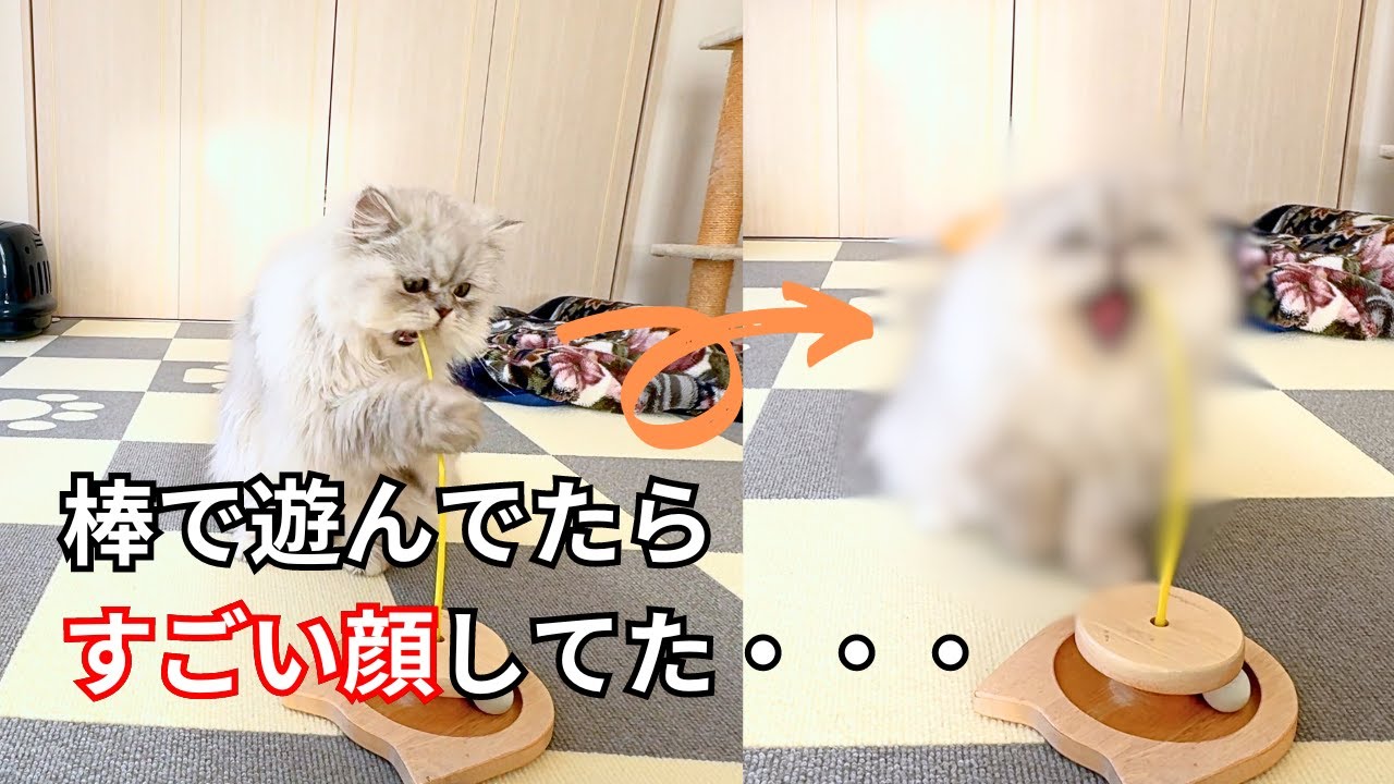 【ペルシャ猫】棒で遊んでたらすごい顔してた・・・