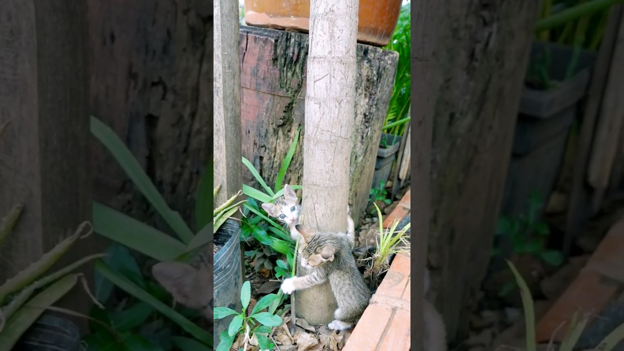 Kitten 3 Kitten #kitten #manxcat #viral #cat #cute #love #funny #shortvideo