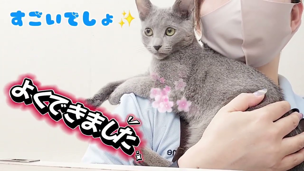 【ロシアンブルー】おりこうさんに成長中！