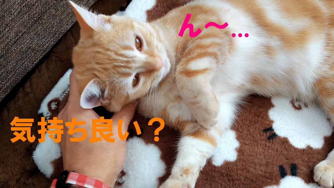 お迎えから３ヶ月頃、毎日少しずつ触らせてくれるのがまた可愛いんですよね😄