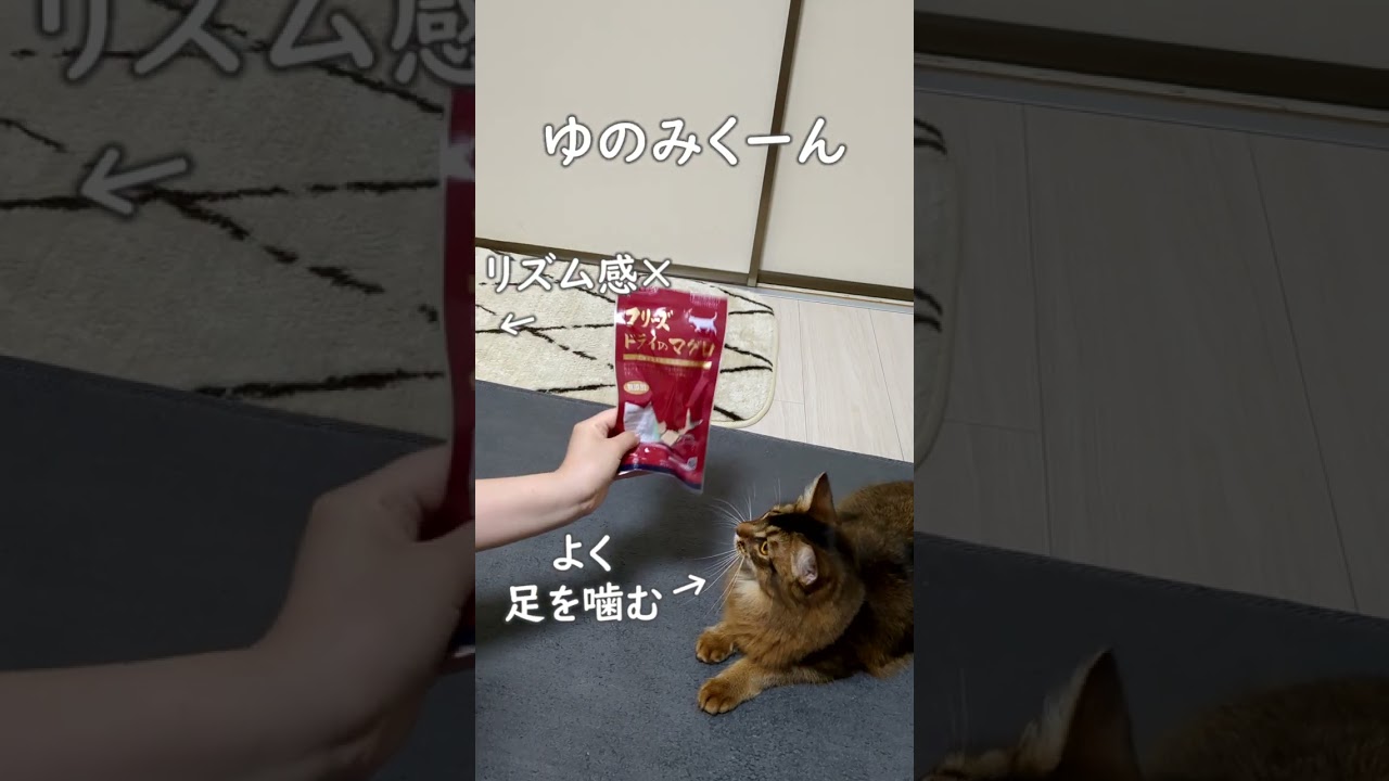 親ガチャ失敗した猫の誕生日パーティーがこちら　#cat #ソマリ #shorts