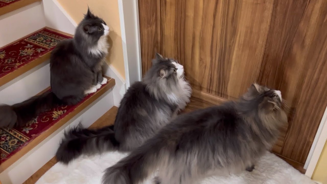 【お出迎え♡】ママの帰りをのんびり待つ、ターキッシュアンゴラとノルウェージャンフォレストキャット❤️