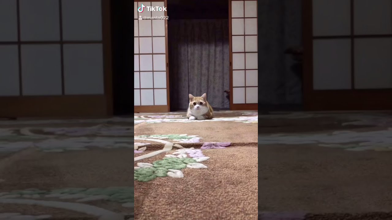 鬼滅とコラボ【マンチカン】