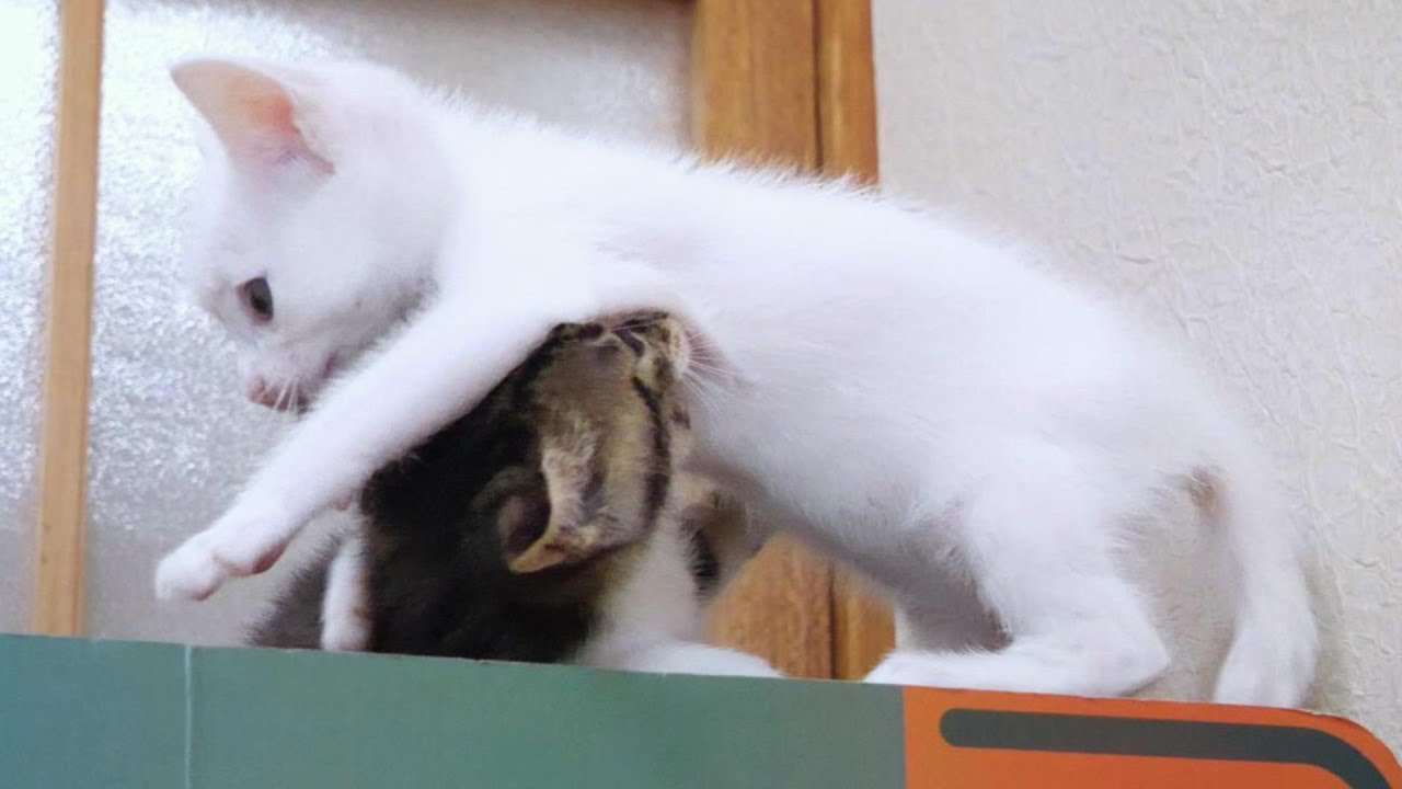この後、白子猫ちゃん危機一髪【赤ちゃん猫　保護猫】