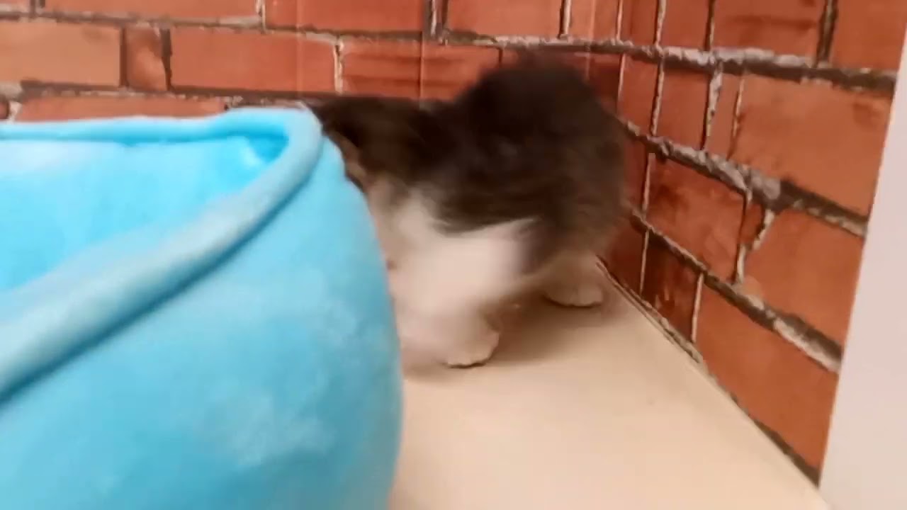 672302 スコティッシュフォールド