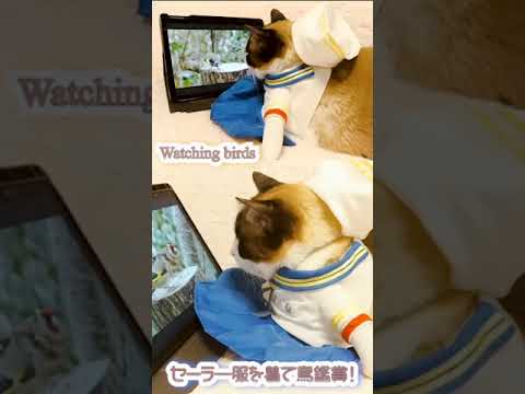 食い入るように鳥を観ているセーラー服のシャム猫がいます #shorts Cat wearing sailor suit #オトナブルー