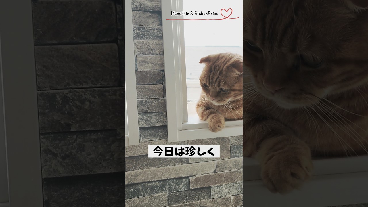 【マンチカン】日向ぼっこで高い窓に登った短足猫 【犬と猫、両方飼ってると毎日かわいい♥】