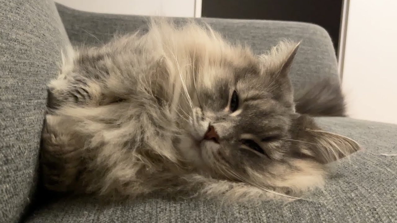 猫がすごいエルになってました　ノルウェージャンフォレストキャット