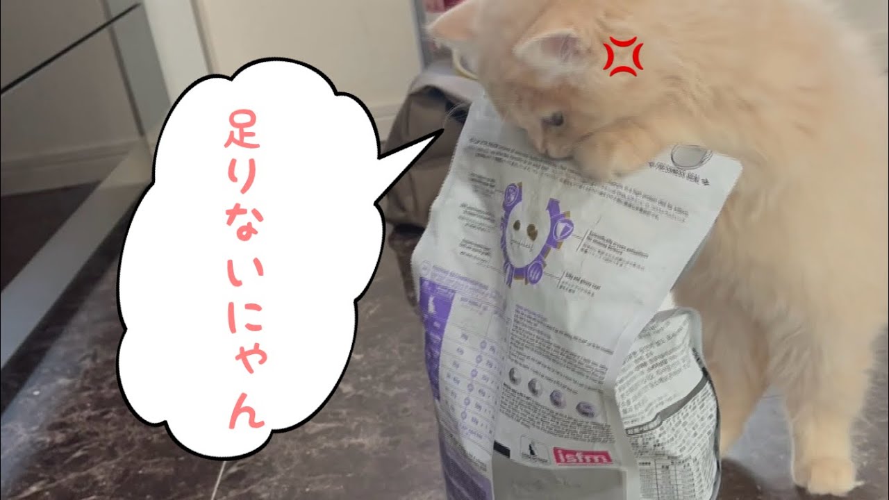 育ち盛りのラガマフィンのラテくん(猫)ご飯が足らずご立腹！？カリカリ袋と格闘の末、追加のご飯にありつけるのか！