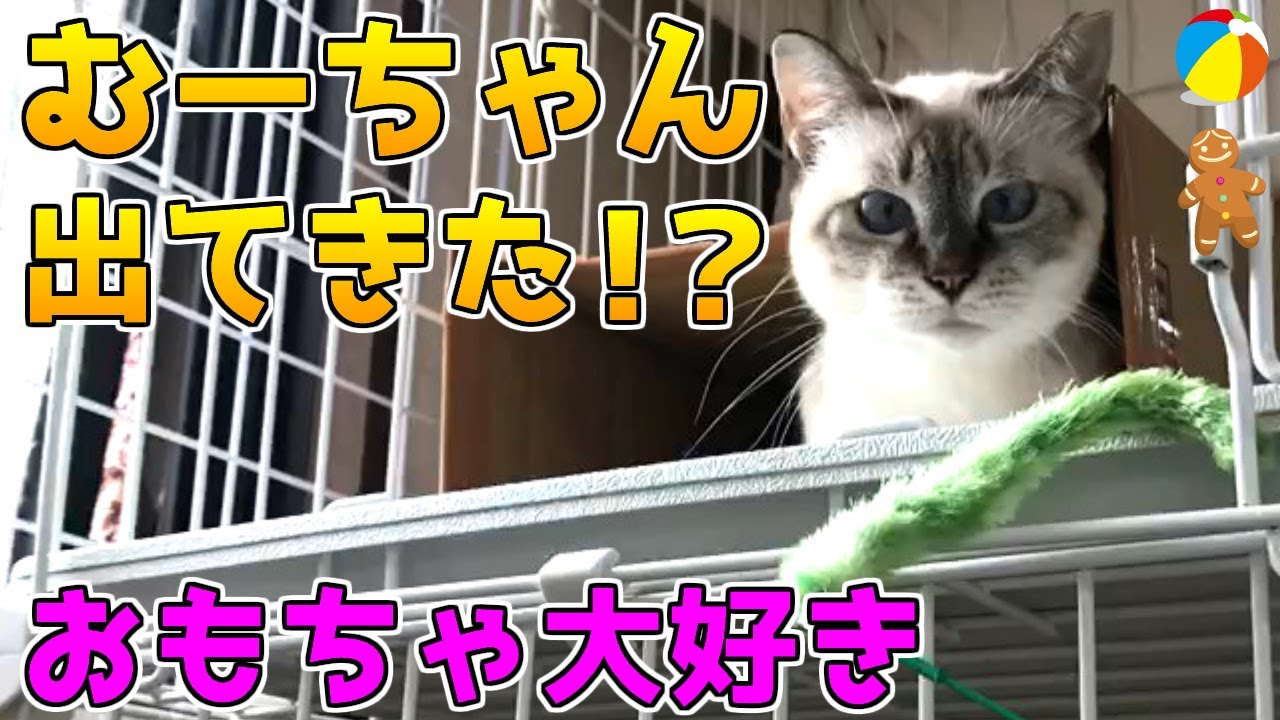 1年以上ケージから出てこないシャム猫！猫じゃらしで遊ぶもまた空気を読まないあの子が？