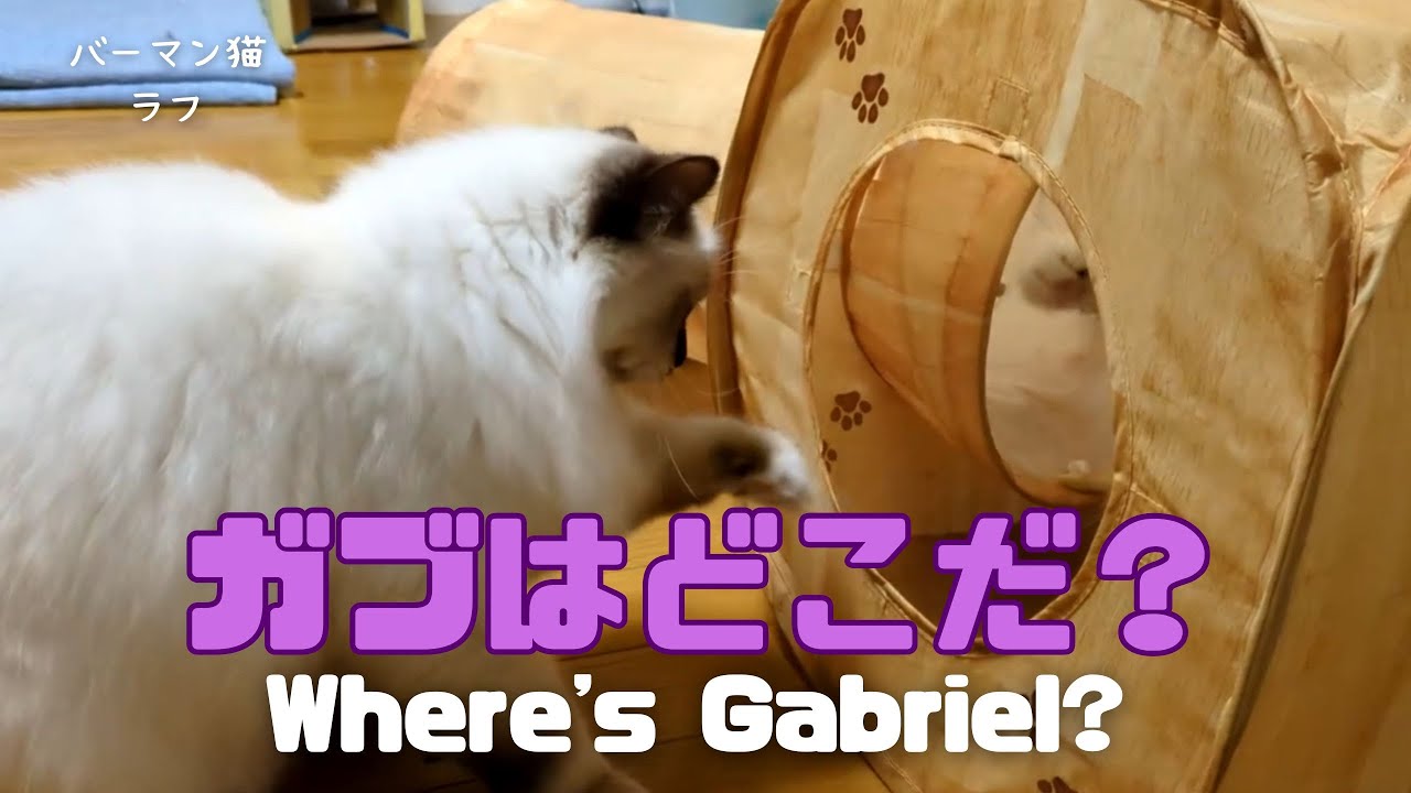 バーマン猫ラフとガブ【ガブはどこだ？】Where's Gabriel?（バーマン猫）Birman/Cat