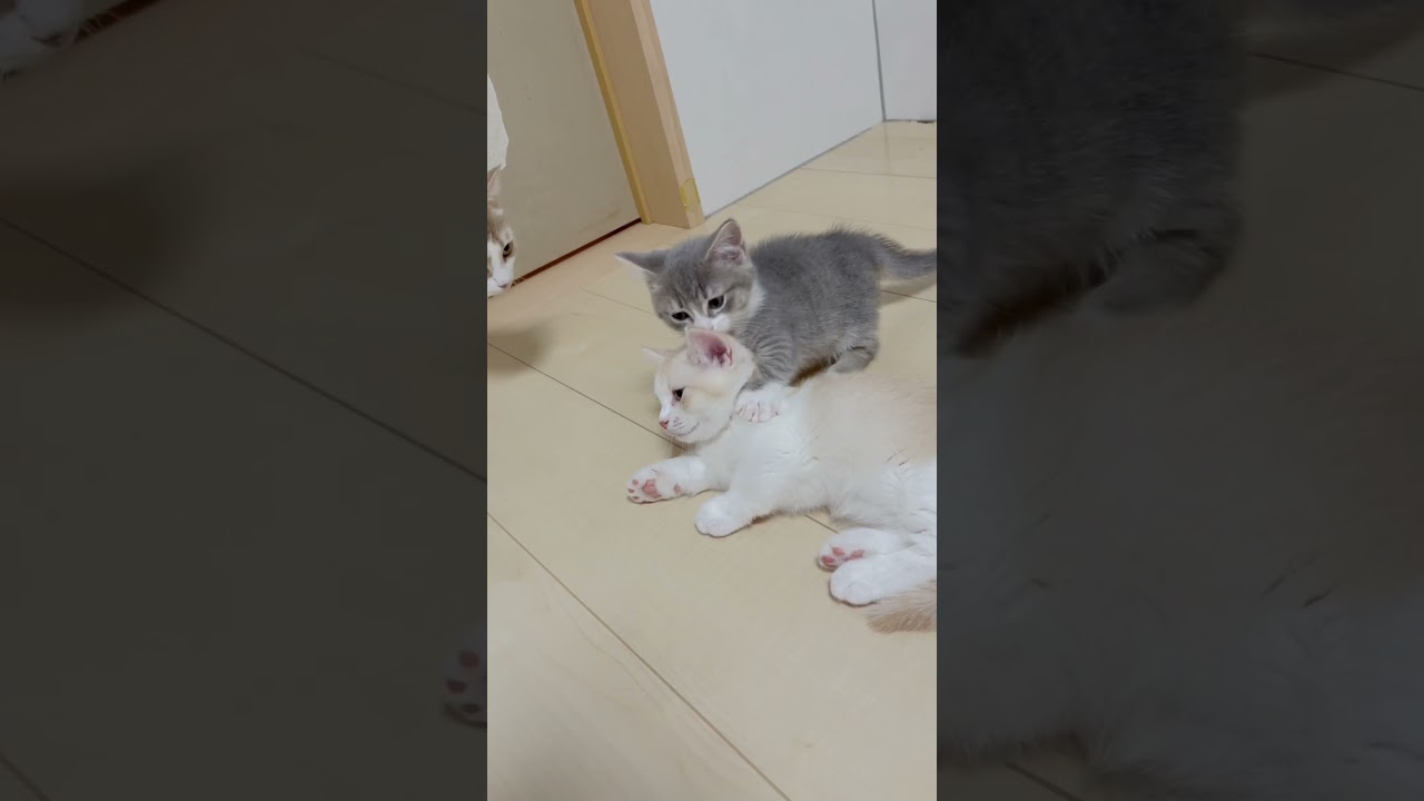 短足マンチカン男の子🩷 【お問合せ詳細は説明欄に記載あります】 #スクーカム #ブリーダー直販 #マンチカン #ミヌエット #ラパーマ #子猫 #子猫販売 #猫 #猫のいる暮らし #猫動画